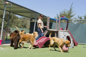  Dog Day care Portland